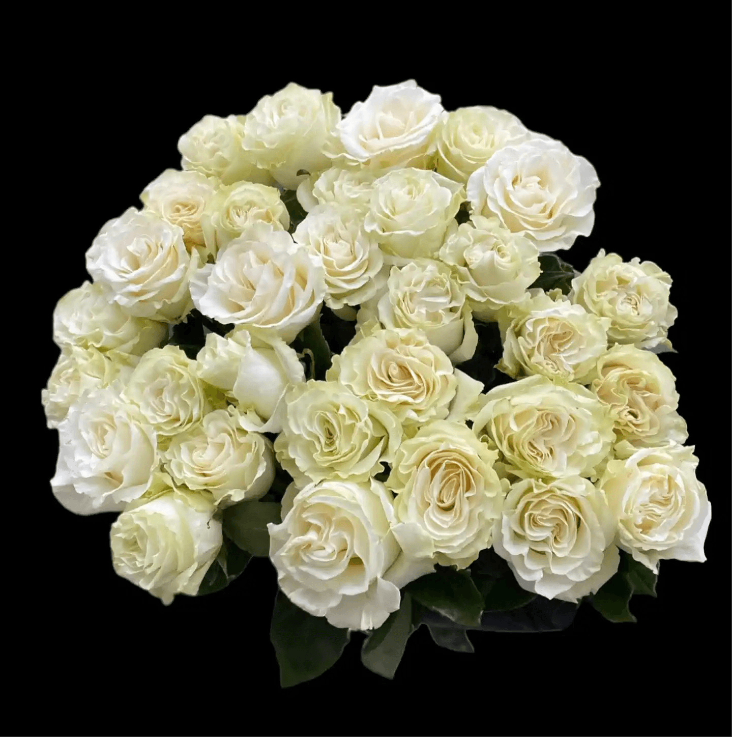 Mono white Roses